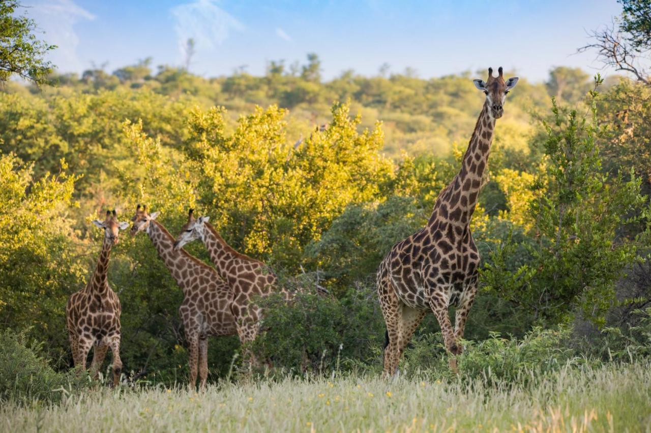 Mountain View Safari Lodge Hoedspruit Dış mekan fotoğraf