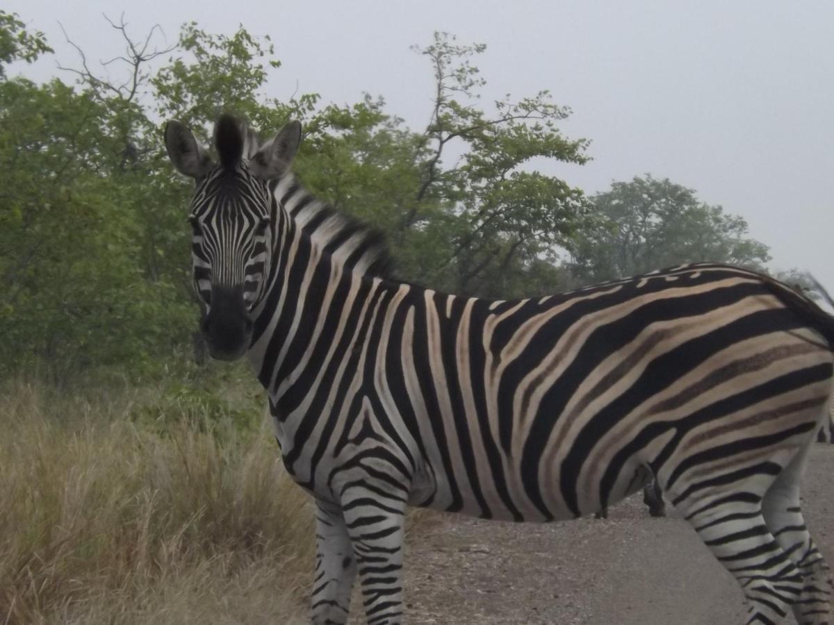 Mountain View Safari Lodge Hoedspruit Dış mekan fotoğraf